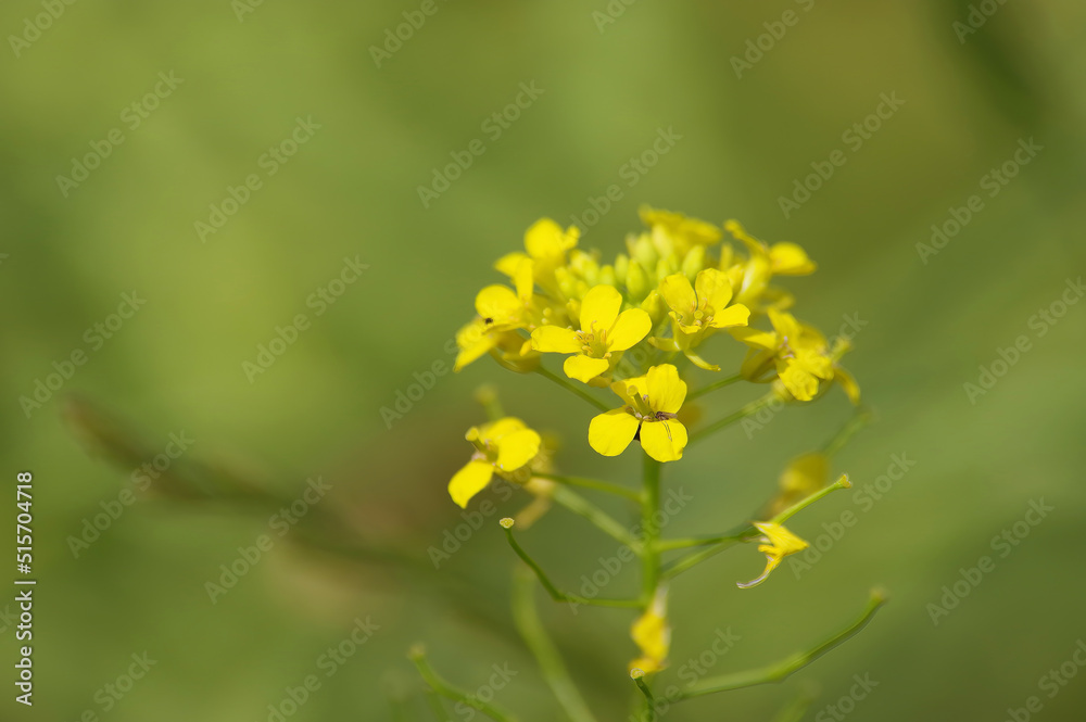 Kwiat rzepaku na zielonym tle.