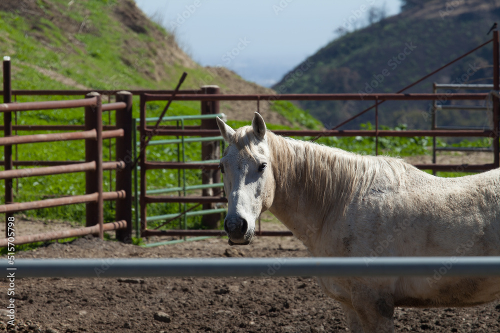 Obraz premium Horses & Cowboys