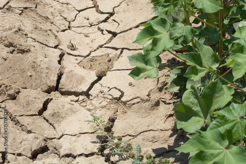 plant planted in the field and soil cracked by thirst