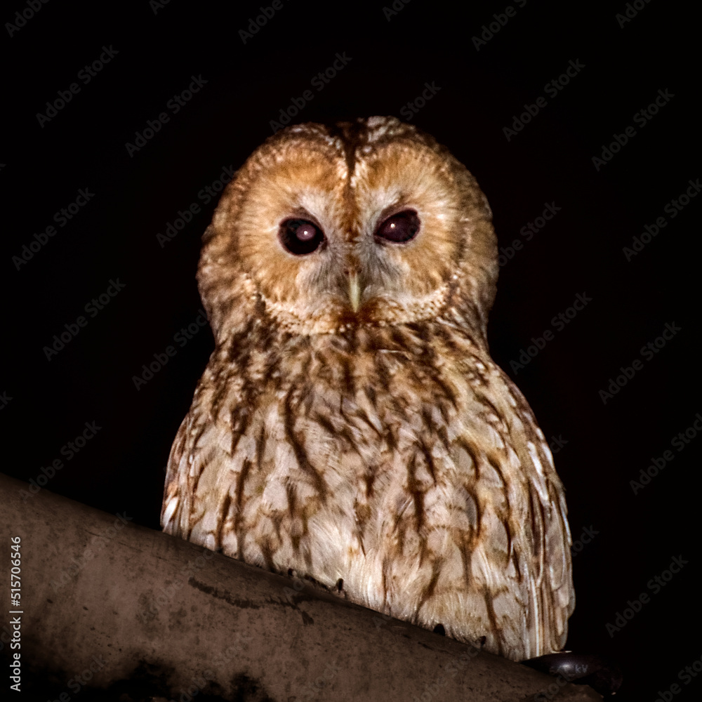 Naklejka premium Barred owl