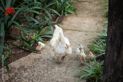 Hen and her chicks