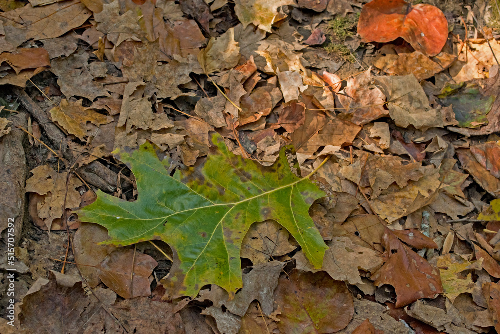 A newly fallen oak leaf adds color to the forest floor as autumn leaves cover the trail in Shades State Park, Indiana. A newly fallen oak leaf adds color to the forest floor as autumn leaves cover the trail in Shades State Park, Indiana.