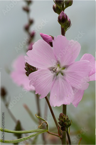 Prairie mallow (Sidalcea ‘Elsie Heugh’) purple pink flowers with fringed petals photo