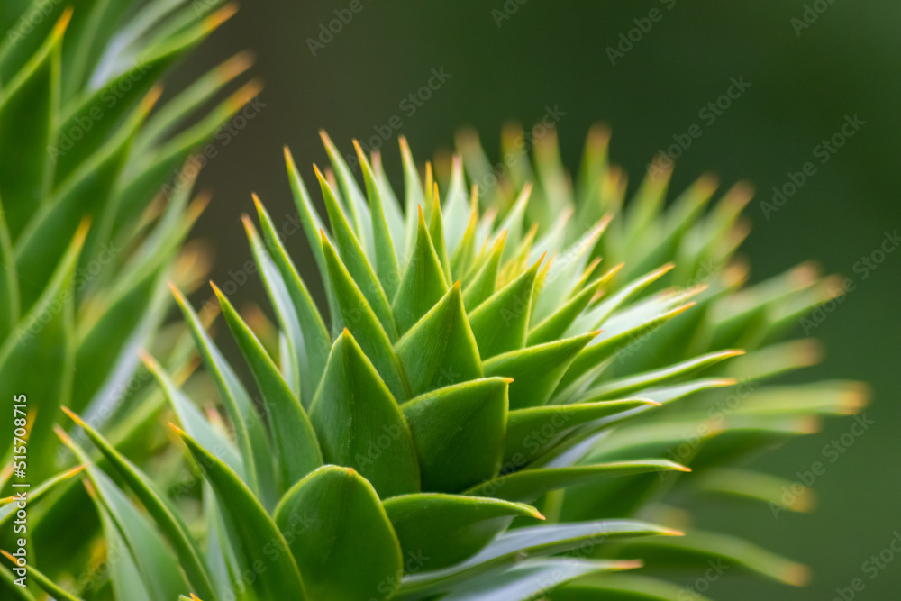 Green thorny leaves of araucaria araucana or monkey tail tree with sharp needle-like leaves and spikes of exotic plant in the wilderness of patagonia shows symmetric shape details of the green leaves Green thorny leaves of araucaria araucana or monkey tail tree with sharp needle-like leaves and spikes of exotic plant in the wilderness of patagonia shows symmetric shape details of the green leaves