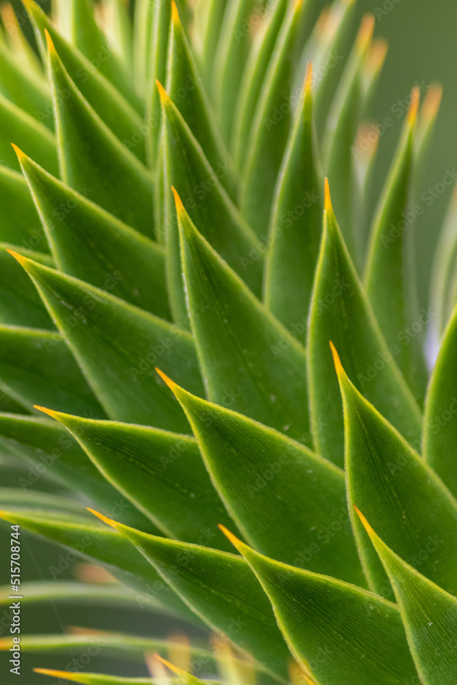 Fototapeta premium Green thorny leaves of araucaria araucana or monkey tail tree with sharp needle-like leaves and spikes of exotic plant in the wilderness of patagonia shows symmetric shape details of the green leaves