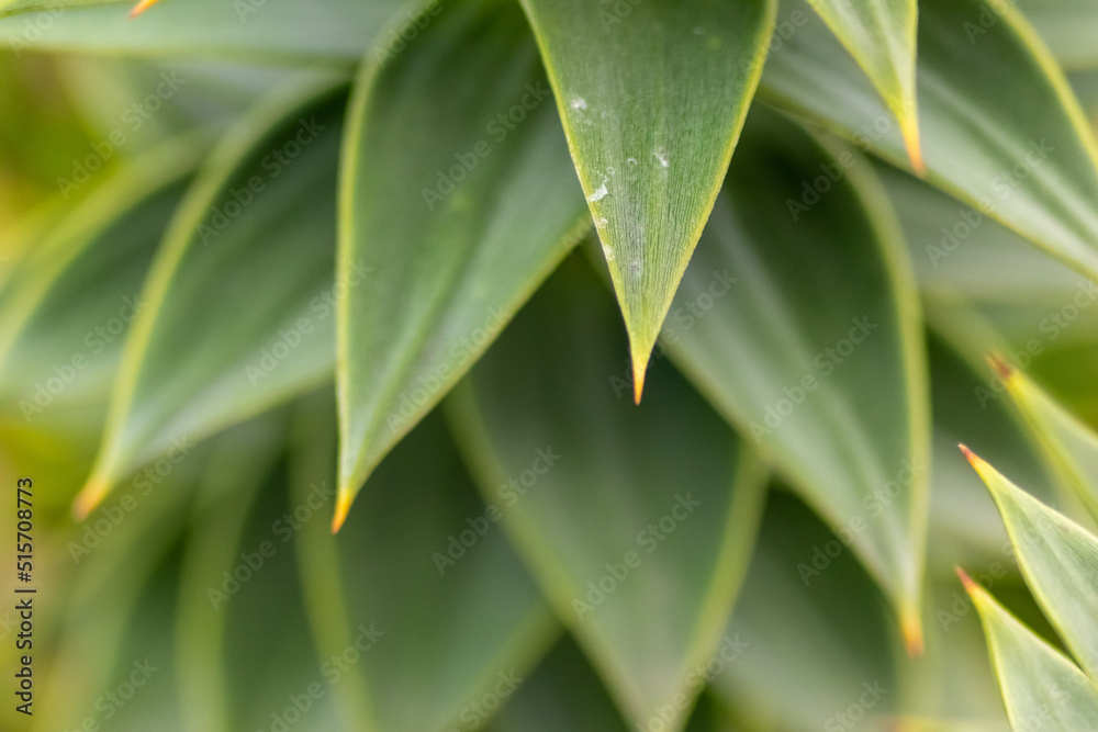 Fototapeta premium Green thorny leaves of araucaria araucana or monkey tail tree with sharp needle-like leaves and spikes of exotic plant in the wilderness of patagonia shows symmetric shape details of the green leaves