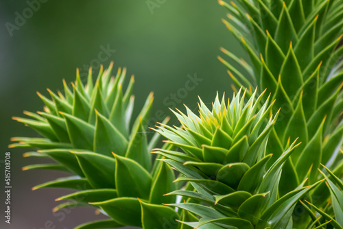 Green thorny leaves of araucaria araucana or monkey tail tree with sharp needle-like leaves and spikes of exotic plant in the wilderness of patagonia shows symmetric shape details of the green leaves photo