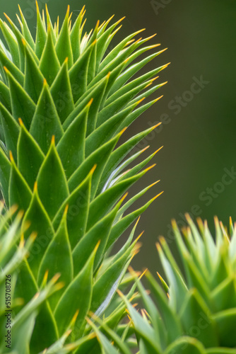 Green thorny leaves of araucaria araucana or monkey tail tree with sharp needle-like leaves and spikes of exotic plant in the wilderness of patagonia shows symmetric shape details of the green leaves photo