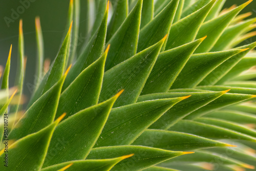 Green thorny leaves of araucaria araucana or monkey tail tree with sharp needle-like leaves and spikes of exotic plant in the wilderness of patagonia shows symmetric shape details of the green leaves photo
