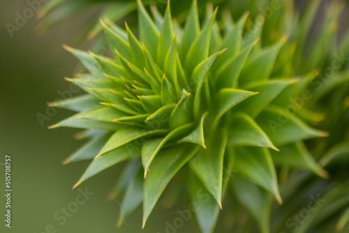 Green thorny leaves of araucaria araucana or monkey tail tree with sharp needle-like leaves and spikes of exotic plant in the wilderness of patagonia shows symmetric shape details of the green leaves photo