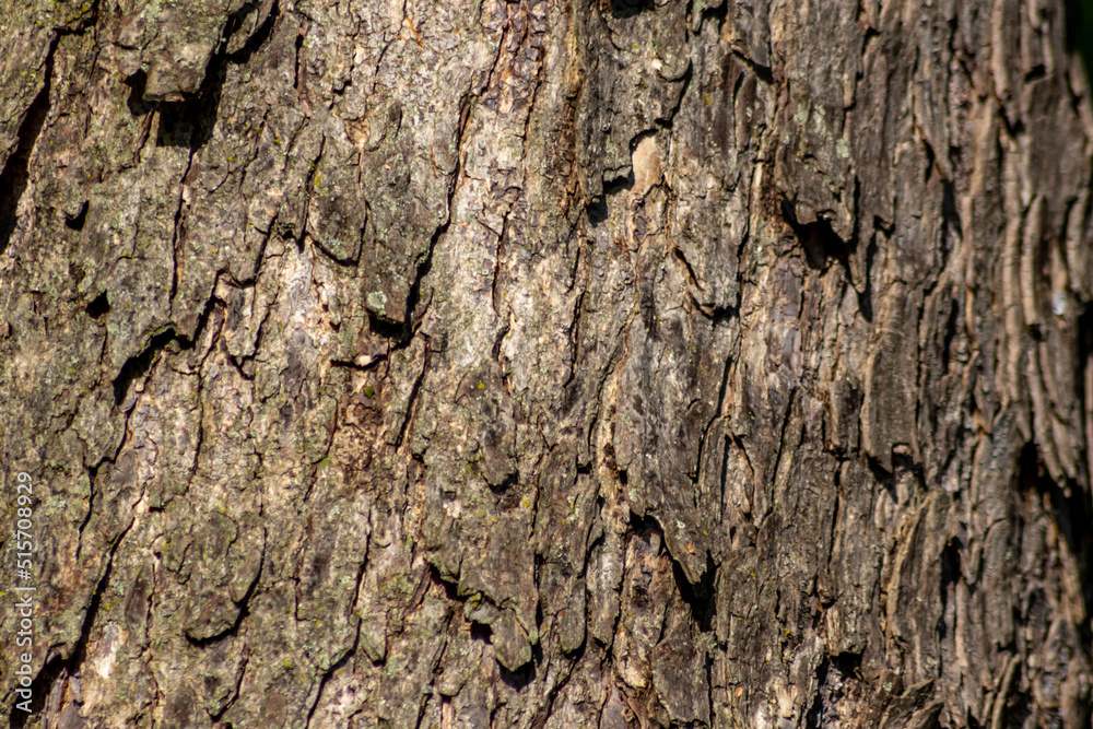 Tree bark macro with fine natural structures and rough tree bark as natural and ecological background shows a beautiful wooden structure with scars and protection as habitat for little insects Tree bark macro with fine natural structures and rough tree bark as natural and ecological background shows a beautiful wooden structure with scars and protection as habitat for little insects