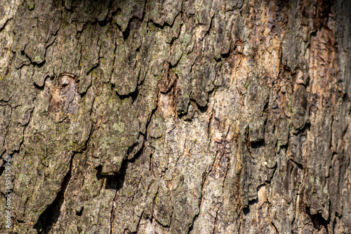 Tree bark macro with fine natural structures and rough tree bark as natural and ecological background shows a beautiful wooden structure with scars and protection as habitat for little insects