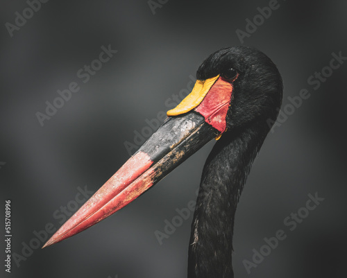 portrait of a Saddle-bill Stork