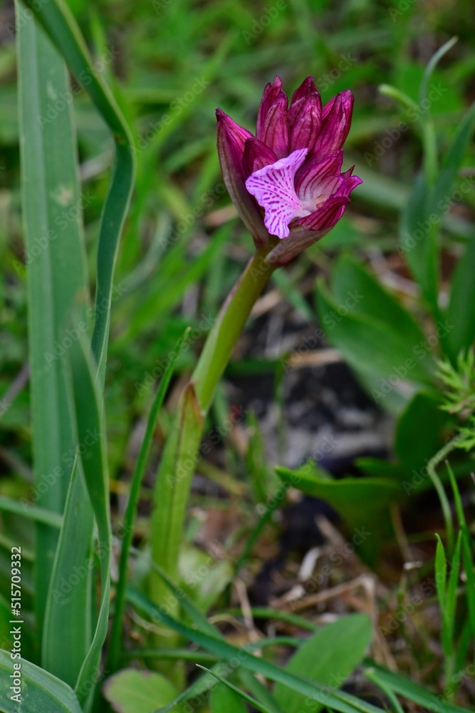 Schmetterlings-Knabenkraut // Butterfly orchid (Anacamptis papilionacea) - Mani, Pelpoponnes, Griechenland Schmetterlings-Knabenkraut // Butterfly orchid (Anacamptis papilionacea) - Mani, Pelpoponnes, Griechenland