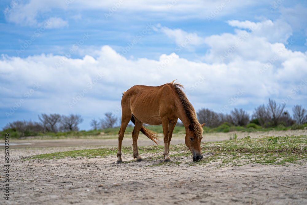 horses on the meadow