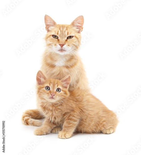 Mom cat with kitten. © voren1