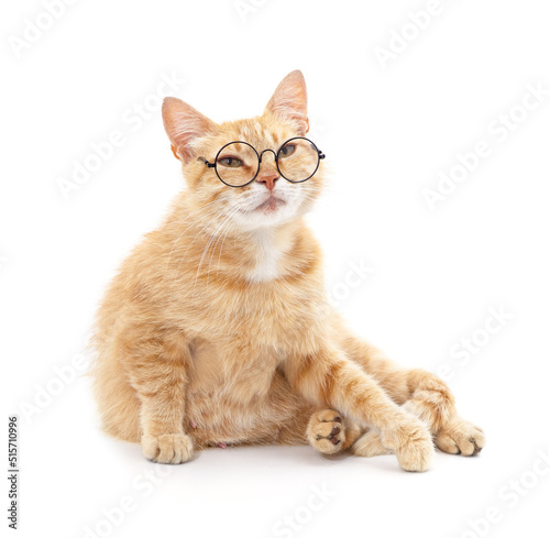 Cat in stylish glasses.
