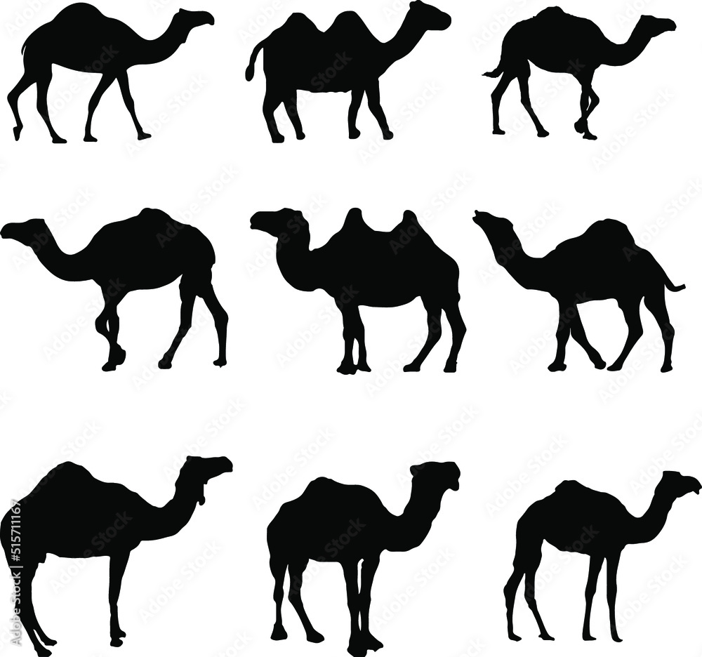 Naklejka premium set of camel silhouette vector