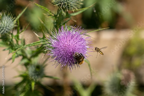 thistle flower in bloom with a bee