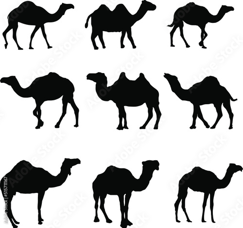 set of camel silhouette vector