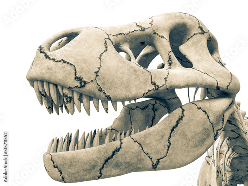 tyrannosaur skeleton close up side view