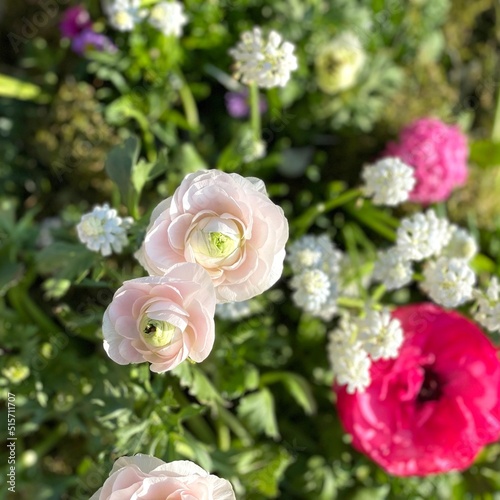 Beautiful spring flowers in...