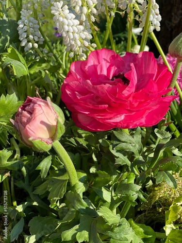 Beautiful spring flowers in...