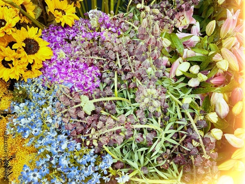 flowers in the garden