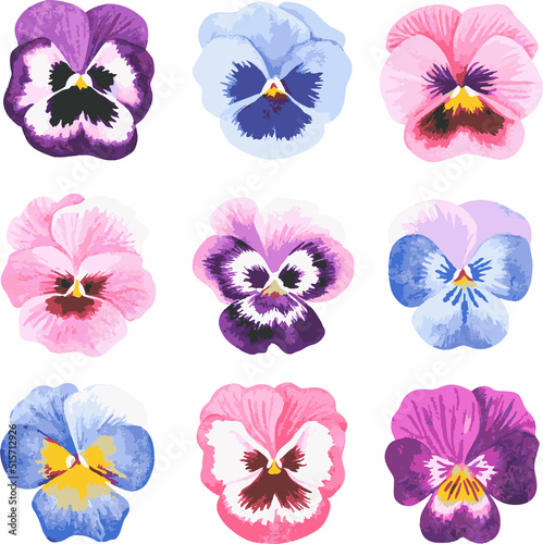 Pansies. Vector illustration. Isolated on a white background.