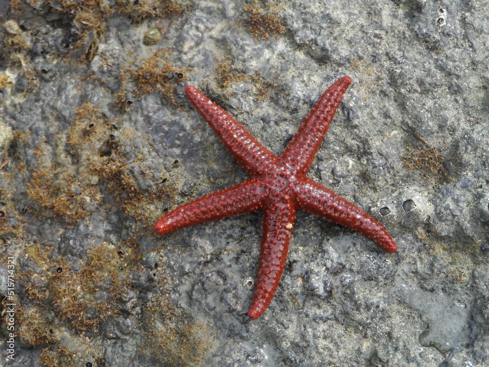 A estrela-do-mar é um animal equinoderme em forma de estrela, existem cerca de 1.900 espécies de estrela-do-mar no fundo do mar em todos os oceanos. A estrela-do-mar é um animal equinoderme em forma de estrela, existem cerca de 1.900 espécies de estrela-do-mar no fundo do mar em todos os oceanos.