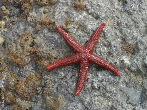 A estrela-do-mar é um animal equinoderme em forma de estrela, existem cerca de 1.900 espécies de estrela-do-mar no fundo do mar em todos os oceanos. photo
