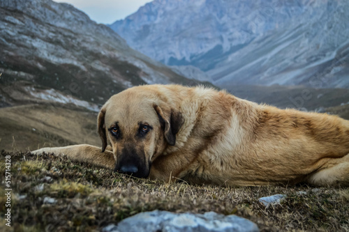 The abandoned dog of the mountains. Stop dropouts on vacation photo