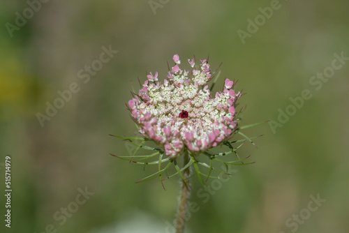 Inflorescence of wild carrot (Daucus carota) with typical purple floret in the middle.