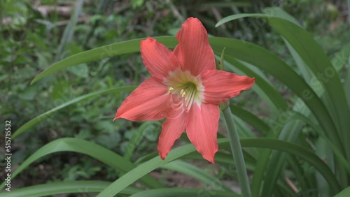 Close up of a big funnel shaped orange Hippeastrum (Hippeastrum puniceum) flower bloomed in the garden photo