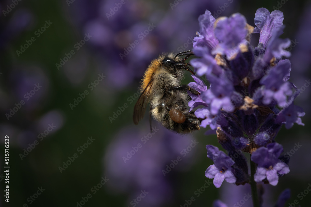 Kleine Biene sitzt auf Lavendel Kleine Biene sitzt auf Lavendel
