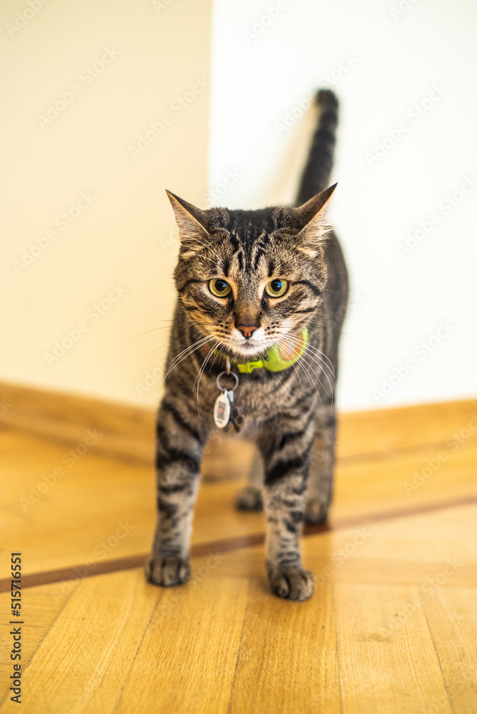 Emotional charismatic cat. Gray striped coat color