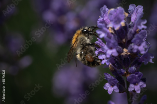 Kleine Biene sitzt auf Lavendel