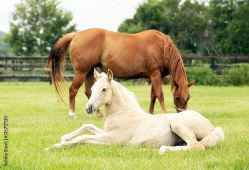 Canvas-taulu horse and foal in field