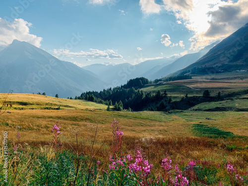 Beautiful landscape with wildflowers of mountainous area in the Italian Alps. Hiking place and travel destination.