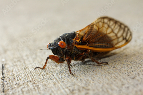 macro of a cicada locust