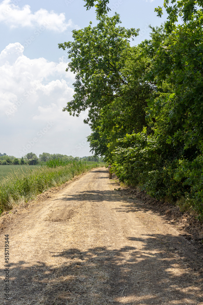 a dirt road located between a forest and a field on a sunny summer day. a dirt road located between a forest and a field on a sunny summer day.