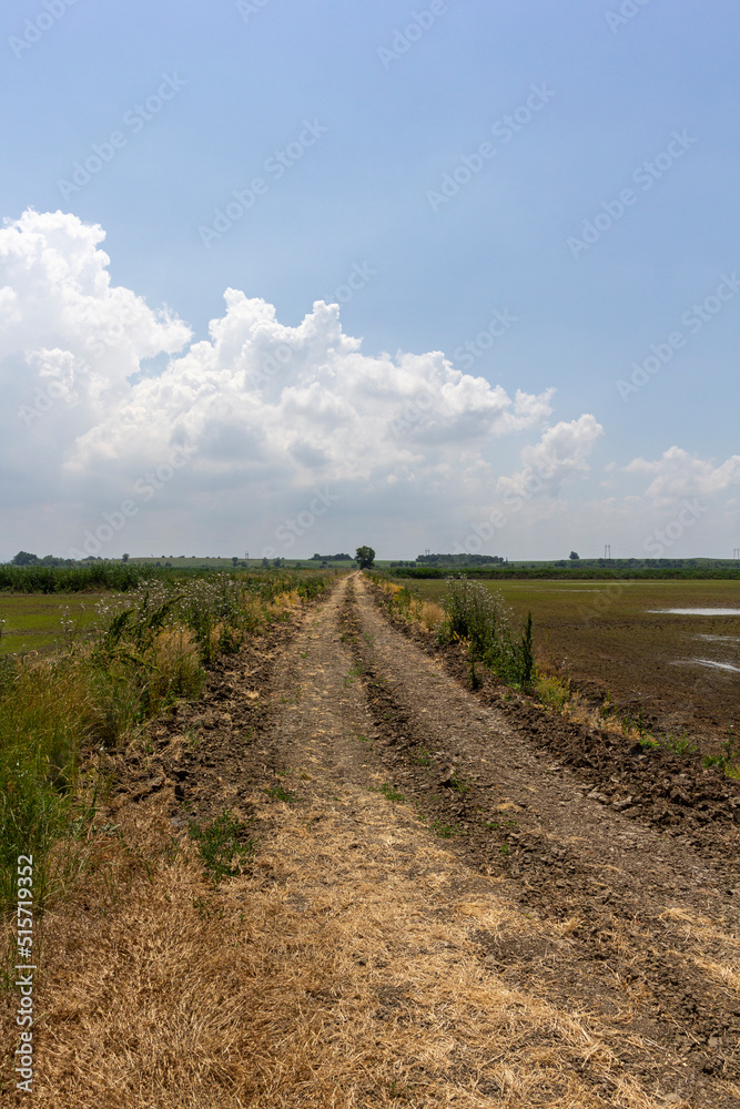Fototapeta premium a dirt road located between a forest and a field on a sunny summer day.