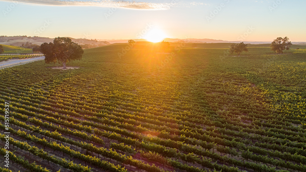 Fototapeta premium Romantic, golden sunset over California vineyard. Shot from high above, drone view. Sun is setting and bursting forth golden rays of light.