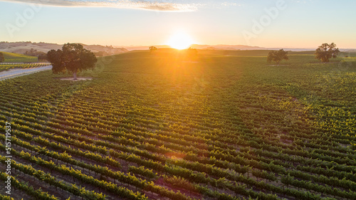 Romantic, golden sunset over California vineyard. Shot from high above, drone view. Sun is setting and bursting forth golden rays of light.