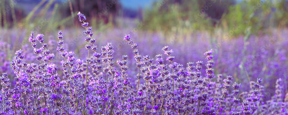 Violet purple lavender field close uppanoramic banner. Flowers in pastel colors at blur background