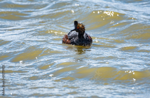Eared Grebe, Podiceps nigricollis, floating on a pond in the sunlight with red eyes and water droplets on his feathers. Bird on water