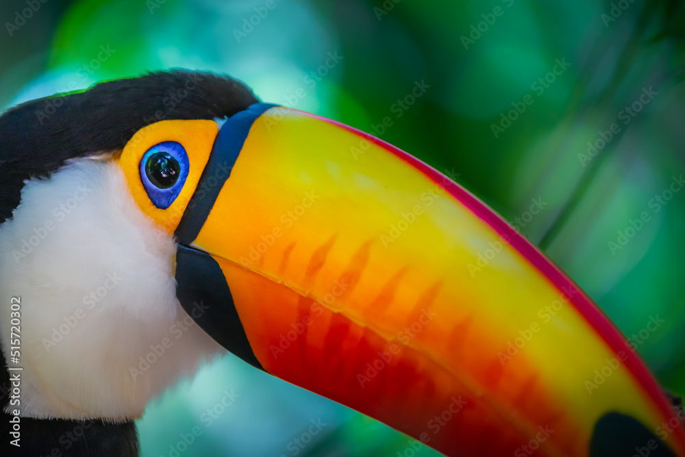Obraz premium Colorful Toco Toucan tropical bird in Pantanal, Brazil