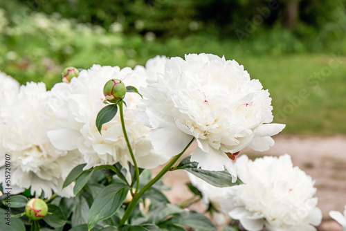 Fototapeta Naklejka Na Ścianę i Meble -  White peony or paeony flower bush growing in home garden. Big white blossoms in summer outdoors.