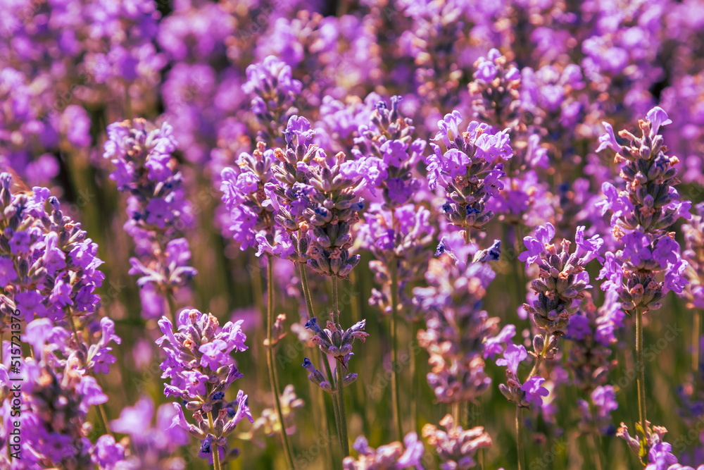 Beautiful pink fragrant lavender flower in the field. There are bees on the lavender. Beautiful pink fragrant lavender flower in the field. There are bees on the lavender.