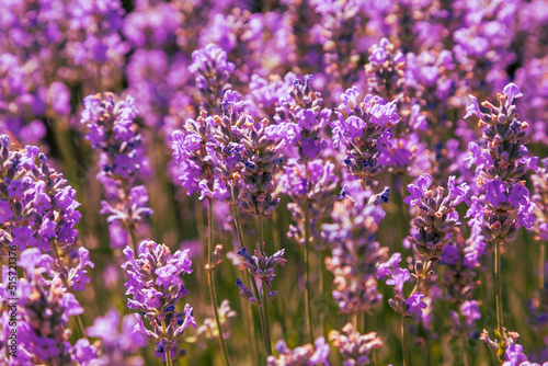 Beautiful pink fragrant lavender flower in the field. There are bees on the lavender.